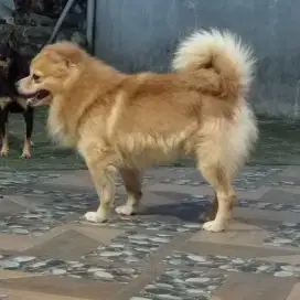 Anjing pom dewasa murah