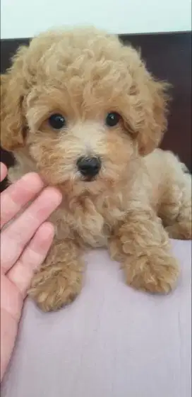 Poodle Female Stambum Baby
