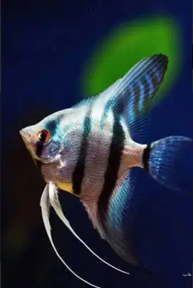 Ikan hias manfish