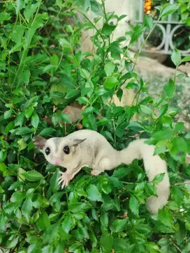 Sugar glider platmos betina