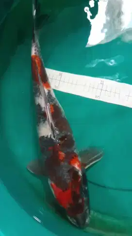 Ikan koi Kage Showa 45cm pola sangar