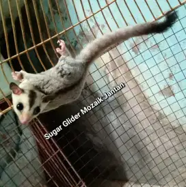 Joey Sugar glider platinum mozaik jantan