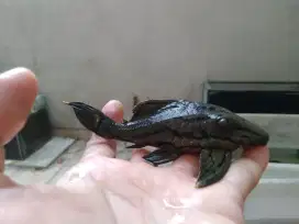 Pleco L191 15 cm