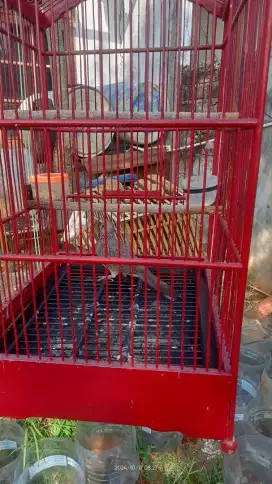 Jual cepat burung tekukur kuk2