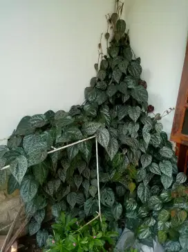 Daun Sirih Merah Organik Segar 200 Lembar