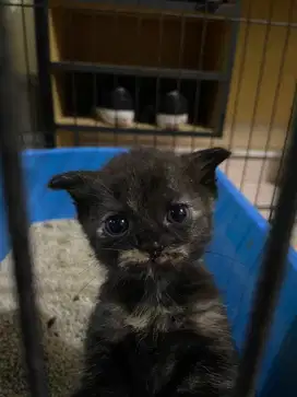 British shorthair fold