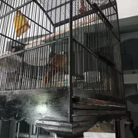 Burung Kapas tembak