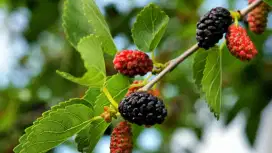 BIBIT BUAH MURBEY HITAM  (MULBERRY)