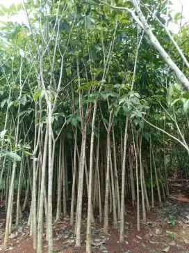 Pohon tabebuya bunga putih