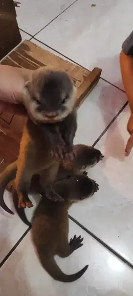 Anjing air / Sero sehat gemuk