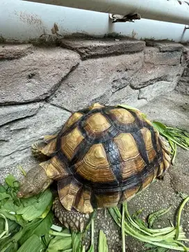 Kura kura sulcata 50cm