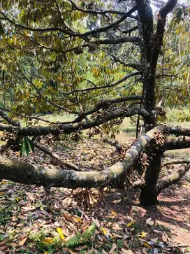 Kebun Durian Produktif Dijual