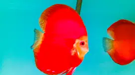 Jual Ikan Discus