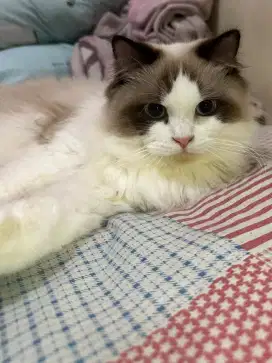 Pacak Kucing Ragdoll Bicolor Simetris