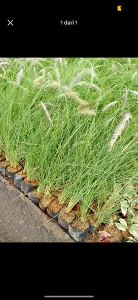 Pohon love grass/buntut kuda