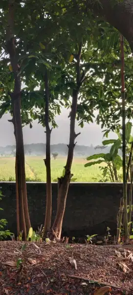 Tanah dijual 5 menit ke kampus UIN terpadu pajangan