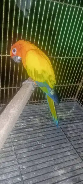 Sunconure jantan duda tidak jinak