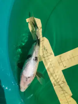 Ikan koi Shiro Ginrin 28cm asal Blitar