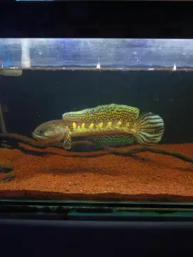 Ikan channa auranti size 26-27cm