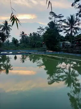 Dijual Tanah Kolam Ikan Berpagar dan Berterpal Geomembran 1890 m2