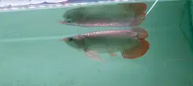 Arowana super red uniq (notail) 27-28cm