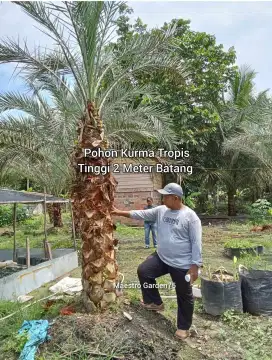 Pohon Kurma Dongkelan Tinggi 2 Meter Batang