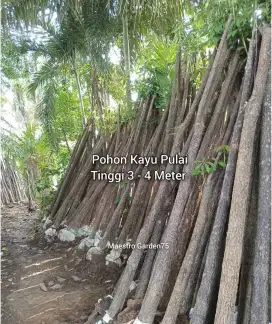Pohon Pulai Dongkelan Tinggi 3 - 4 meter