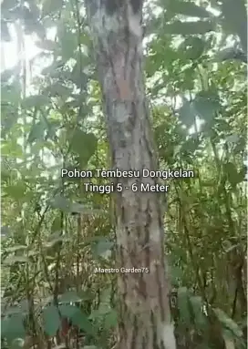 Pohon Tembesu Dongkelan Tinggi 5 - 6 Meter