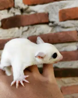 Sugar glider Leucistic