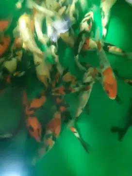 Ikan koi Blitar uk 17-19cm grade A