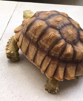 Kura Kura Sulcata Besar