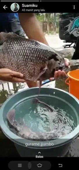 GURAME KONSUMSI MASIH HIDUP/SEGAR