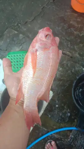 NILA MERAH SEMARANG FRESH SEGAR