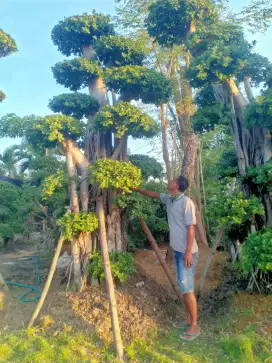 Bonsai dolar  dan serut