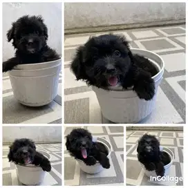 Anjing maltipoo dob 11 Juli 2024