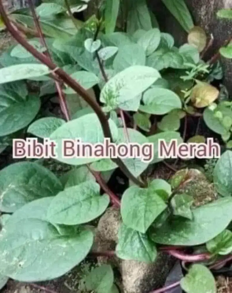 Binahong Merah Polybag an