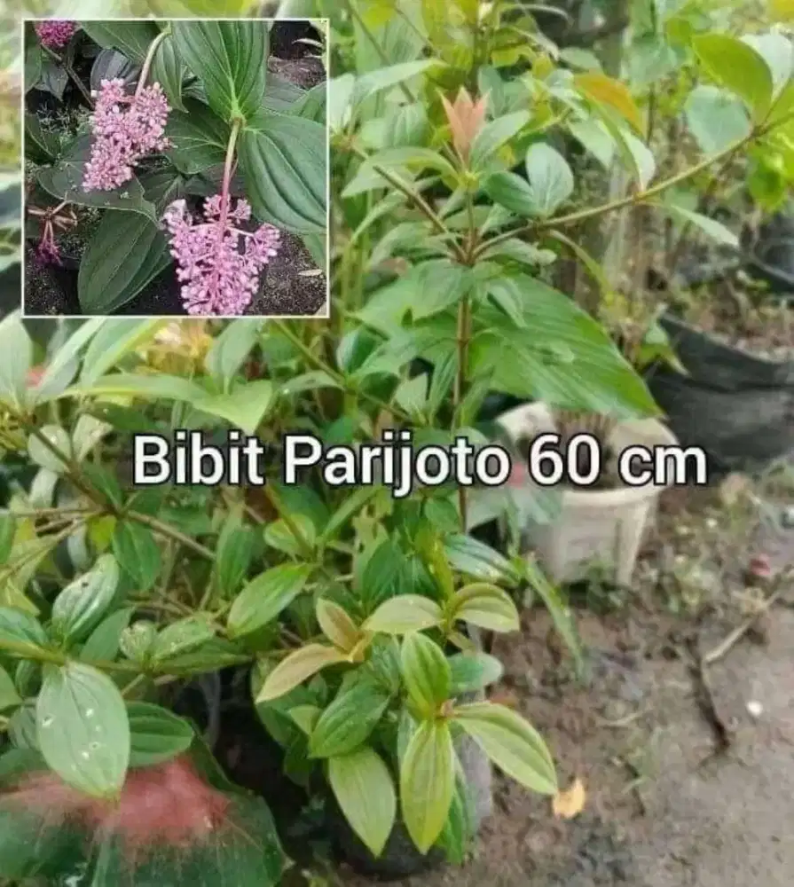 Kembang Parijoto Tinggi 50 cm