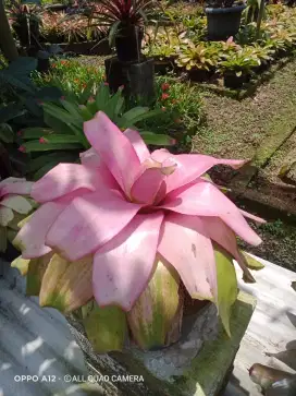 Tanaman hias Bromelia pucuk pink perpolibek