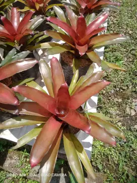 Bromelia pohon hias Bromelia Coca cola