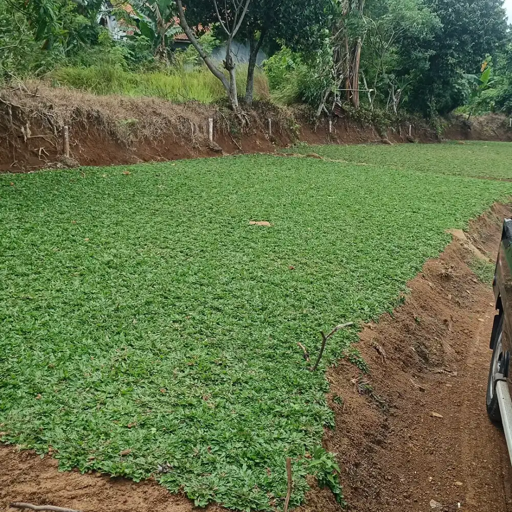 Jual Rumput Gajah Mini Ciputat