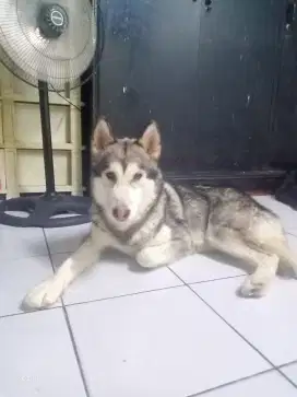 Alaskan malamute