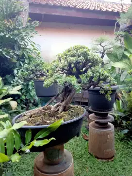 Bonsai beringin preh ficus retusa