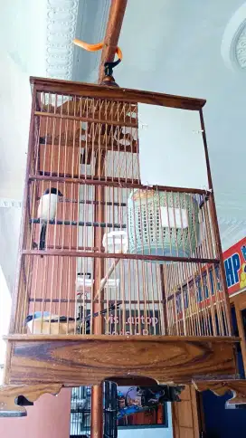 Burung cendet gacor jodohan