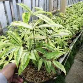 Tanaman hias dracena golden