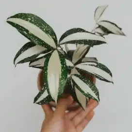 Tanaman hias dracena