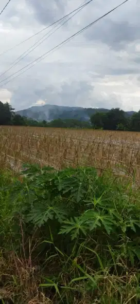 lokasi Strategis Buat prumahan & kantoran di bogor barat leuwiliang