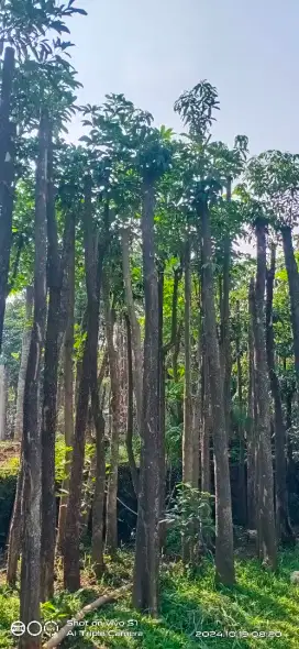 POHON PULE BATANG TUNGGAL TINGGI 4 SD 5 METER