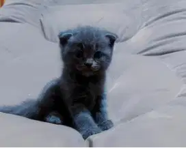 Jual kucing kiten bsh