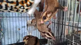 Sugar Glider / Tupai terbang didepok