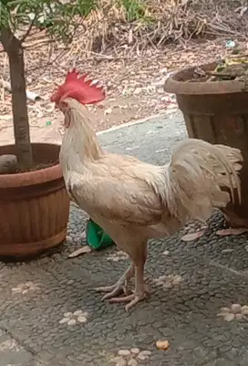 Ayam Pelung Putih Jantan